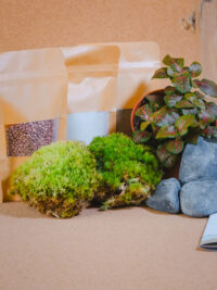 Kit terrarium Cloche – Image 8