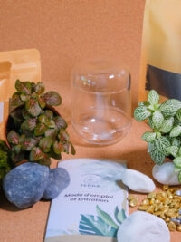 Kit terrarium Capsule – Image 4