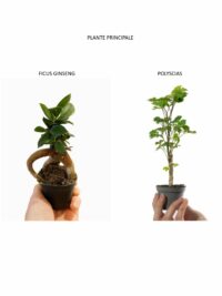 Kit terrarium Cloche – Image 3