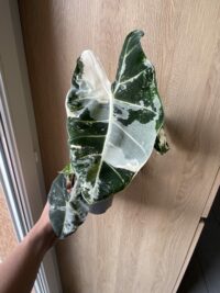 Alocasia Frydek Variegata