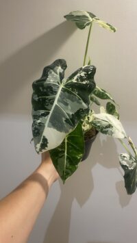 Alocasia Frydek Variegata – Image 3