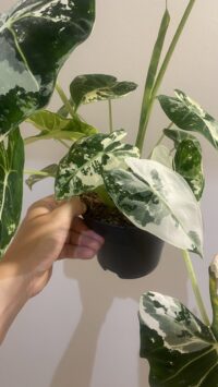 Alocasia Frydek Variegata – Image 4
