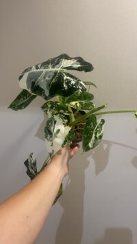 Alocasia Frydek Variegata – Image 2