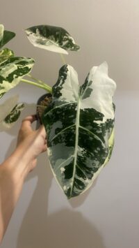 Alocasia Frydek Variegata 2 – Image 4