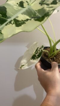 Alocasia Frydek Variegata 2 – Image 2