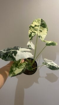 Alocasia Frydek Variegata 2 – Image 3