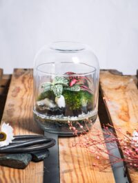Kit terrarium Capsule