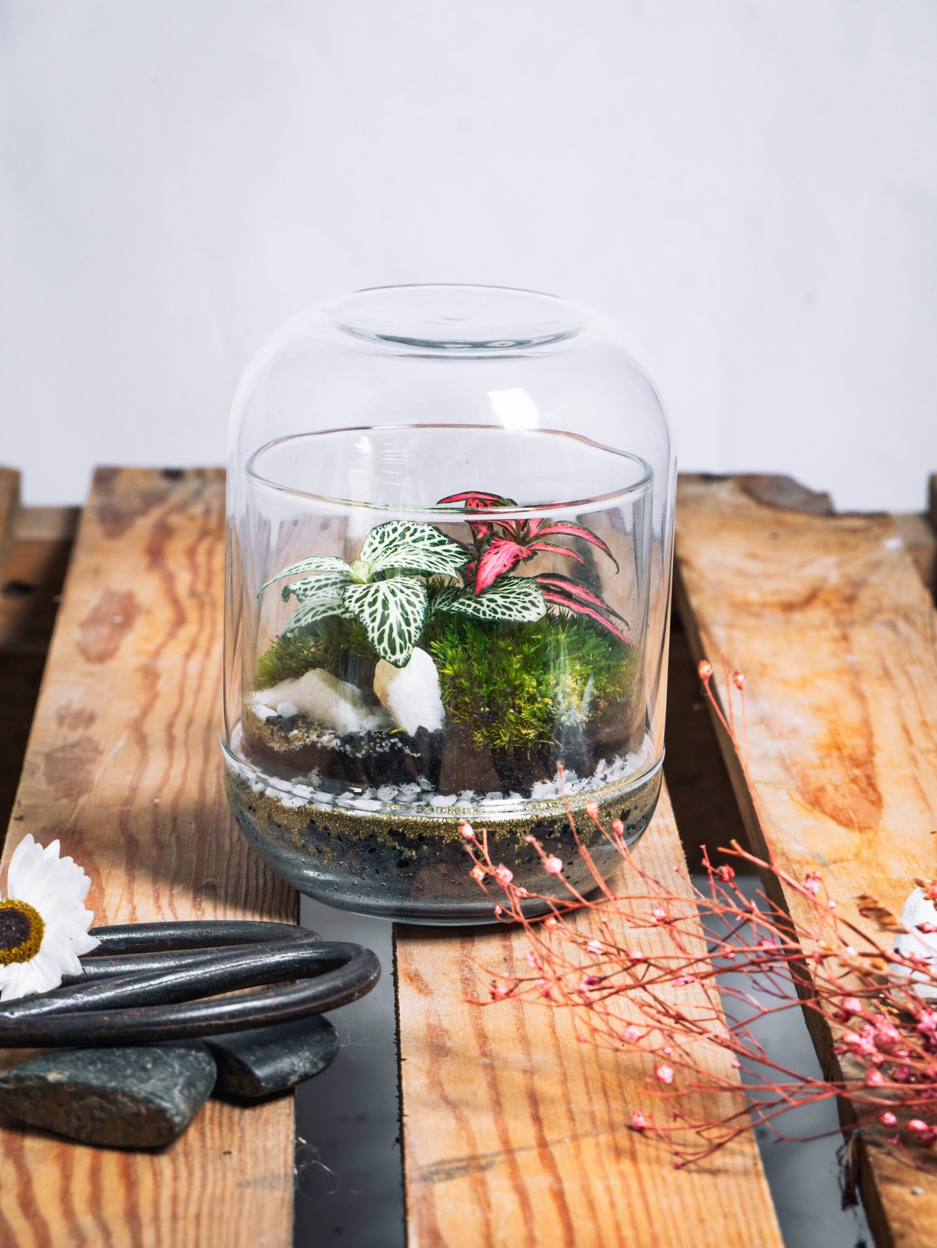 Kit terrarium Capsule