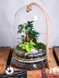 Kit terrarium Cloche