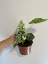 Alocasia Dragon Scale Mint Variegata – Image 3