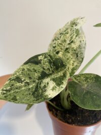 Alocasia Dragon Scale Mint Variegata – Image 4