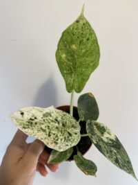 Alocasia Dragon Scale Mint Variegata – Image 2