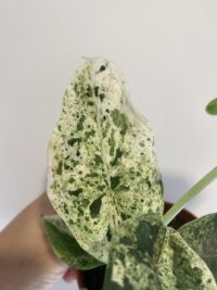 Alocasia Dragon Scale Mint Variegata