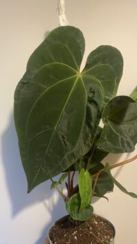 Anthurium Dark Phœnix
