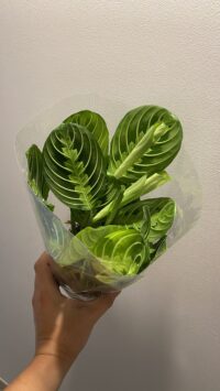 Maranta Leuconera Lemon Lime – Image 3