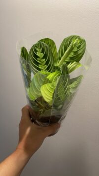 Maranta Leuconera Lemon Lime – Image 2