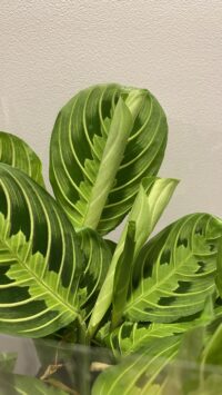 Maranta Leuconera Lemon Lime
