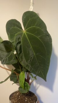 Anthurium Dark Phœnix