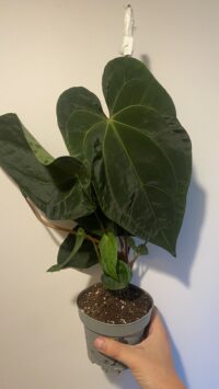 Anthurium Dark Phœnix – Image 4
