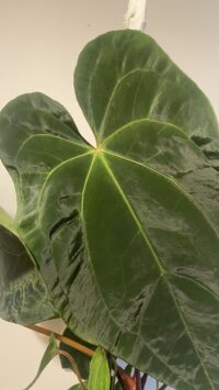 Anthurium Dark Phœnix – Image 2