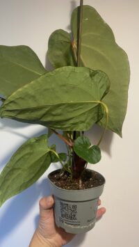 Anthurium Dark Phœnix – Image 3