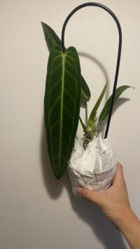 Anthurium Warocqueanum – Image 3