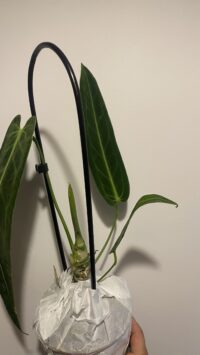 Anthurium Warocqueanum – Image 2