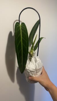 Anthurium Warocqueanum