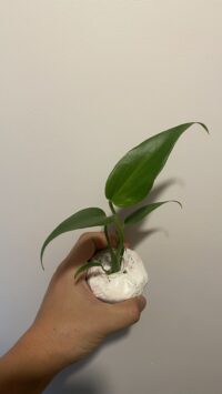 Monstera Burle Marx Flame – Image 3