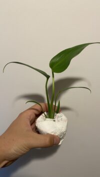 Monstera Burle Marx Flame – Image 2