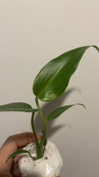 Monstera Burle Marx Flame