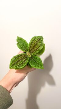 Baby plante Terrarium Pilea Involucrata