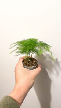 Baby plante Terrarium Asparagus