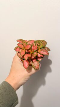 Baby plante Terrarium Fittonia