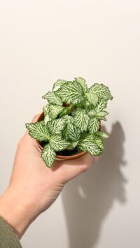 Baby plante Terrarium Fittonia – Image 2