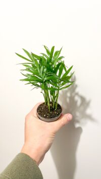 Baby plante Terrarium Asparagus
