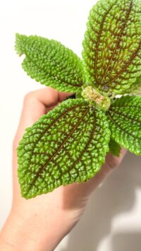 Baby plante Terrarium Pilea Involucrata – Image 2