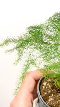 Baby plante Terrarium Asparagus – Image 2