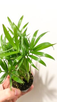 Baby plante Terrarium Palmier Nain – Image 2