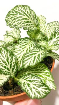 Baby plante Terrarium Fittonia – Image 3