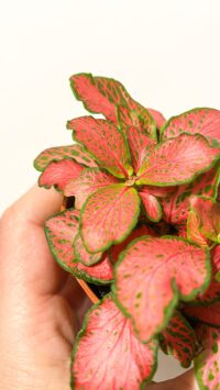 Baby plante Terrarium Fittonia – Image 4