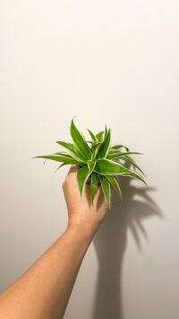 Baby plante Terrarium Chlorophytum