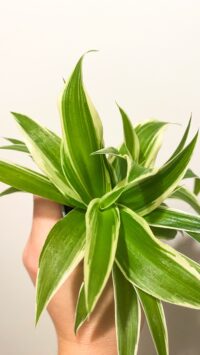 Baby plante Terrarium Chlorophytum – Image 2