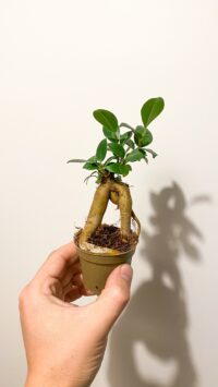 Baby plante Terrarium Ficus Microcarpa Ginseng