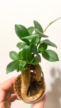 Baby plante Terrarium Ficus Microcarpa Ginseng – Image 4