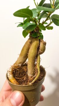Baby plante Terrarium Ficus Microcarpa Ginseng – Image 3