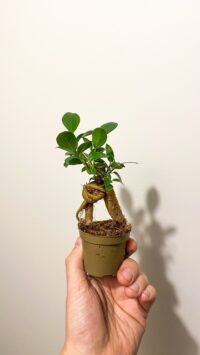 Baby plante Terrarium Ficus Microcarpa Ginseng – Image 2