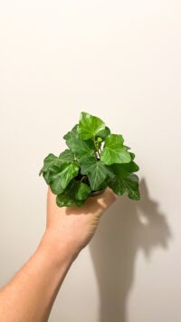 Baby plante Terrarium Hedera Helix Vert (lierre grimpant)