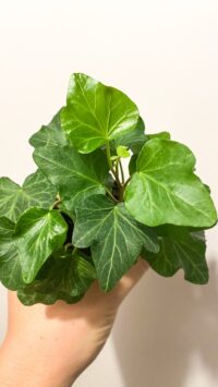 Baby plante Terrarium Hedera Helix Vert (lierre grimpant) – Image 3