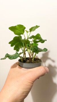 Baby plante Terrarium Hedera Helix Vert (lierre grimpant) – Image 2